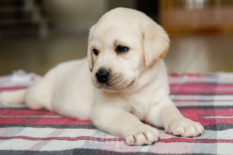 Собаки в Кирове: Продается щенок породы Лабрадор Ретривер Девочка, Бесплатно - фото 2