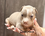 Собаки в Краснодаре: Американский булли Девочка, Бесплатно - фото 1