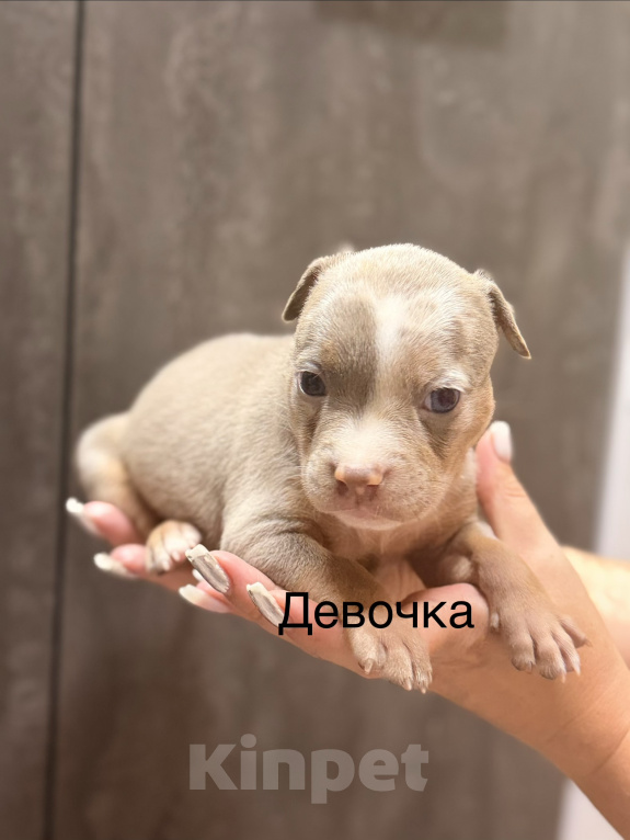 Собаки в Краснодаре: Американский булли Девочка, Бесплатно - фото 1