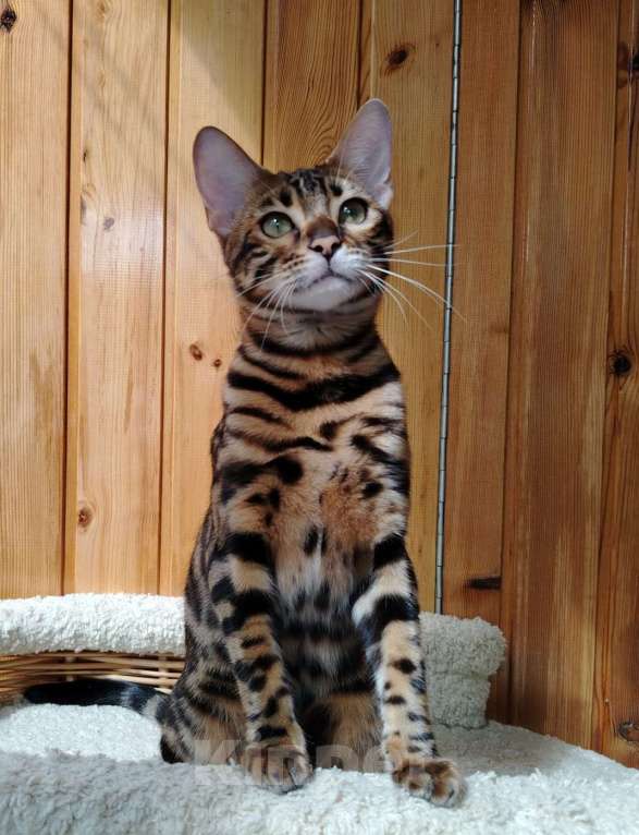 Кошки в Москве: Срочная продажа котенок девочка-подросток Девочка, Бесплатно - фото 3