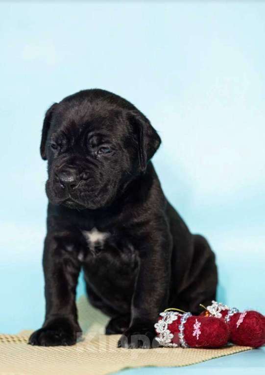 Собаки в Москве: Продажа Кане Корсо Мальчик, 60 000 руб. - фото 3