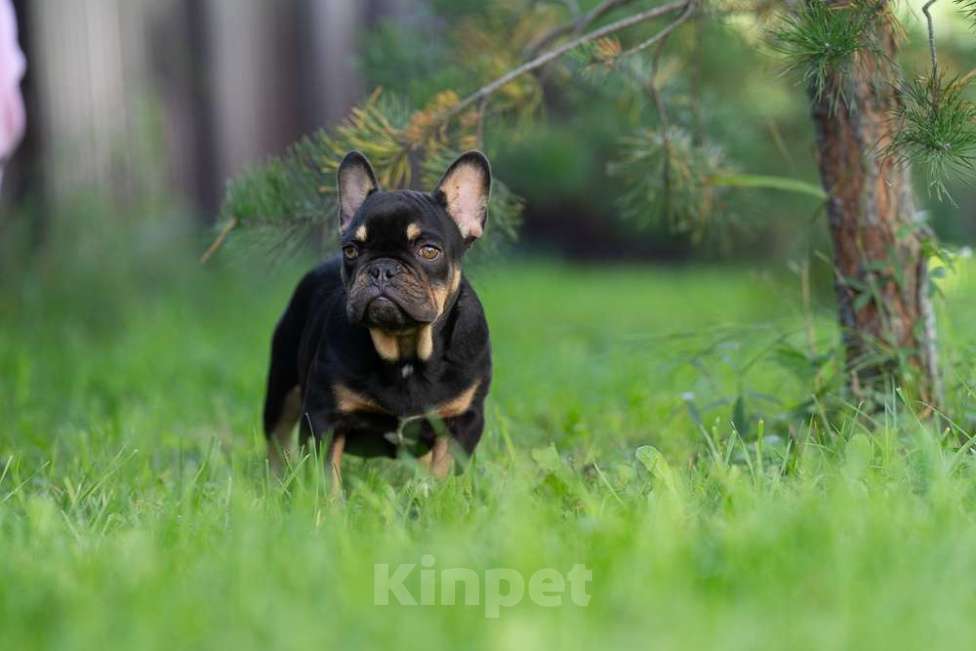 Собаки в других городах Московской области: Маленькая компактная девочка Девочка, 100 000 руб. - фото 4