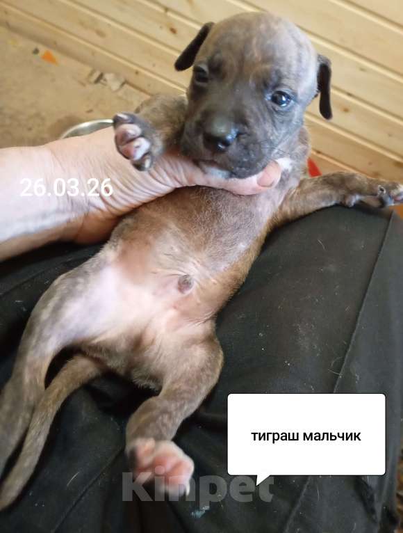 Собаки в других городах Московской области: Американский питбультерьер . Мальчик Мальчик, 40 000 руб. - фото 1