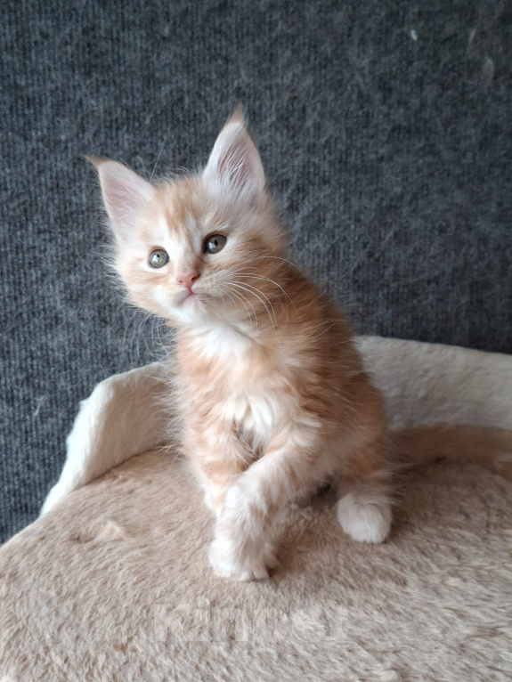 Кошки в Одинцово: Котёнок мейн-кун Девочка, 43 000 руб. - фото 3