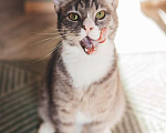 Кошки в Москве: Самый ласковый кот в мире Кузя в поисках дома! Мальчик, 10 руб. - фото 6