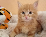 Кошки в Калуге: Котята породы Курильский бобтейл Мальчик, 40 000 руб. - фото 7