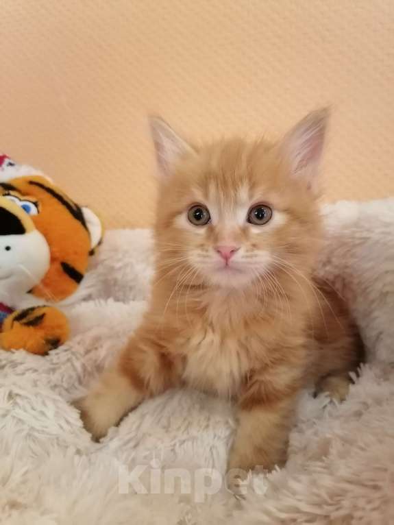 Кошки в Калуге: Котята породы Курильский бобтейл Мальчик, 40 000 руб. - фото 7