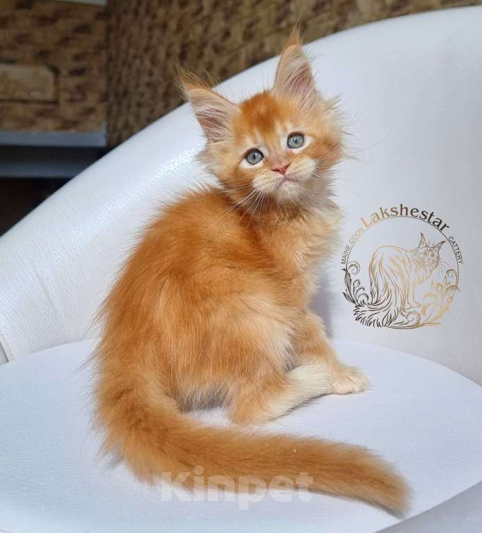 Кошки в Москве: Котенок мейн кун из питомника  Мальчик, 80 000 руб. - фото 5