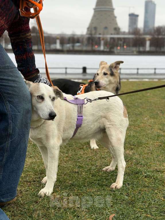 Собаки в Москве: Мотя ищет дом и заботливую семью! 🏡  Девочка, Бесплатно - фото 4