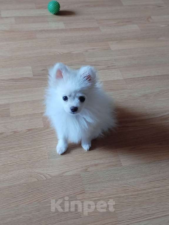 Собаки в Уфе: Продаю щенка Девочка, Бесплатно - фото 2