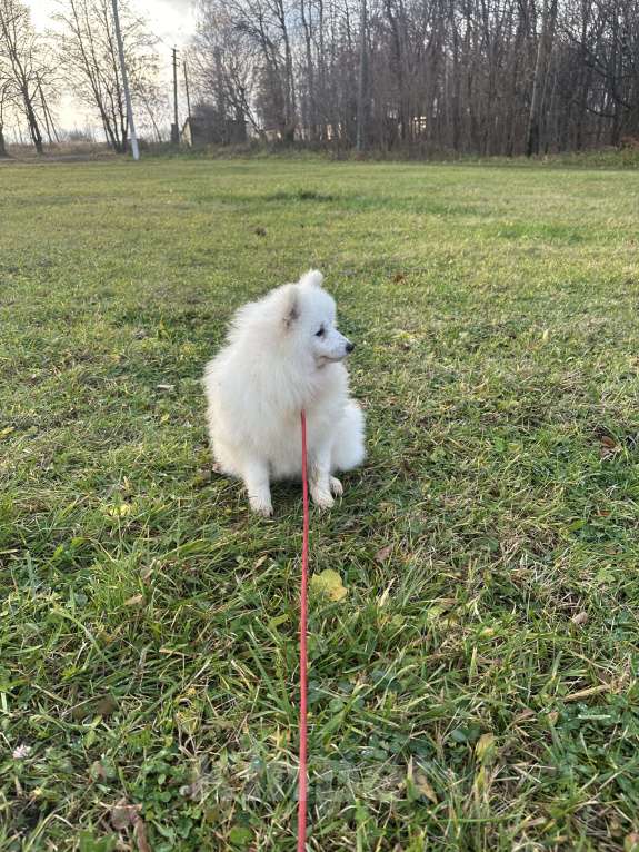Собаки в Москве: Энри Петто Из Воронцовского Дворца  Мальчик, 50 000 руб. - фото 3