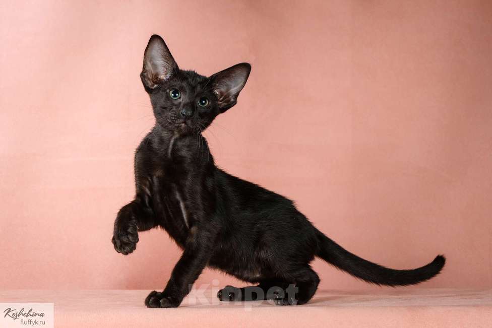 Кошки в Москве: Котенок эбони Девочка, 70 000 руб. - фото 3