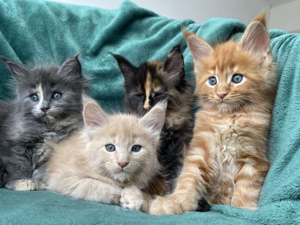 Кошки в Одинцово: Котята мейн кун Мальчик, 45 000 руб. - фото 6