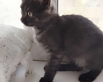 Кошки в Воронеже: Отдам в добрые руки котика Мальчик, Бесплатно - фото 7
