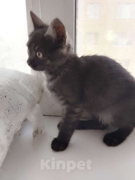 Кошки в Воронеже: Отдам в добрые руки котика Мальчик, Бесплатно - фото 7