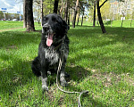 Собаки в Москве: Собака в добрые руки Мальчик, Бесплатно - фото 1