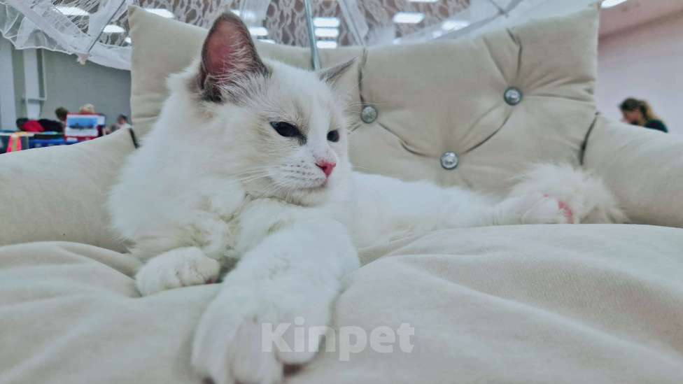 Кошки в других городах Московской области: Принцесса Девочка, 80 000 руб. - фото 2