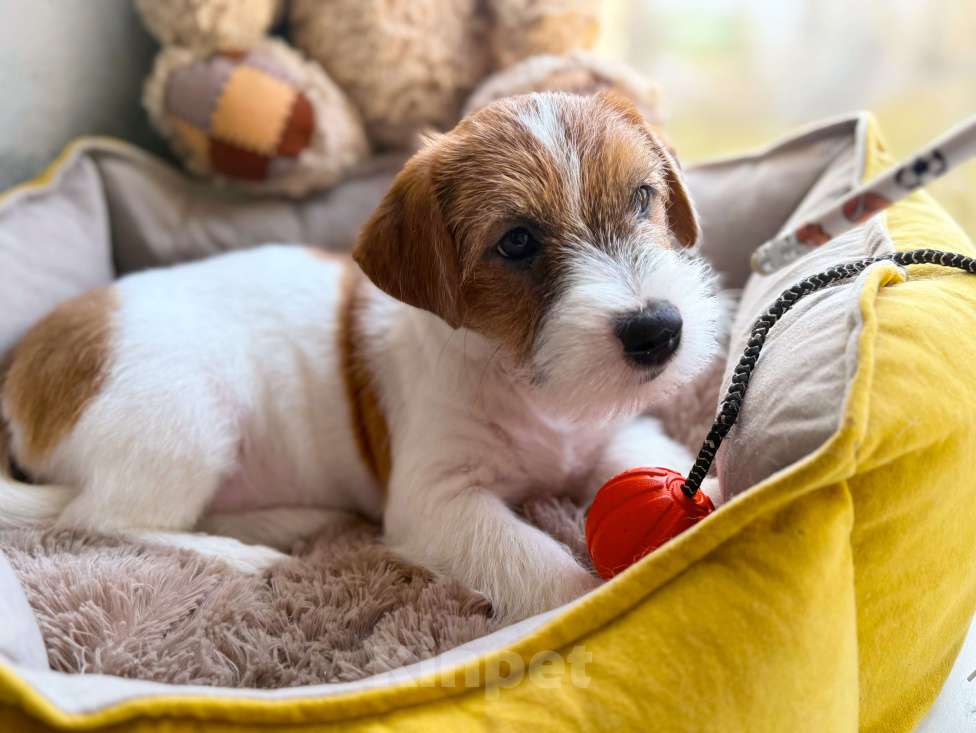 Собаки в Санкт-Петербурге: Девочка Джек Рассел терьера  Девочка, 80 000 руб. - фото 6