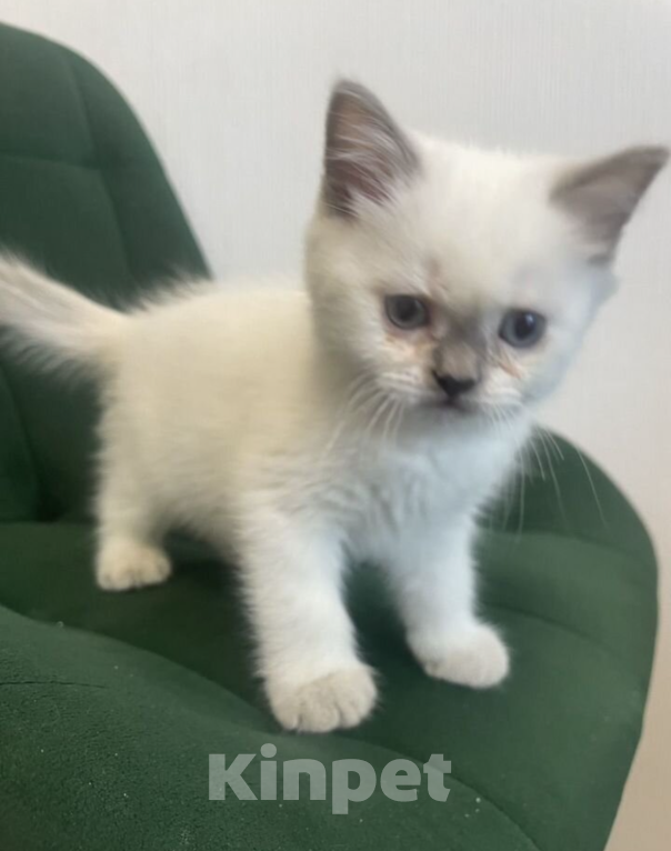 Кошки в Челябинске: Котёнок 2 месяца Девочка, 10 000 руб. - фото 1