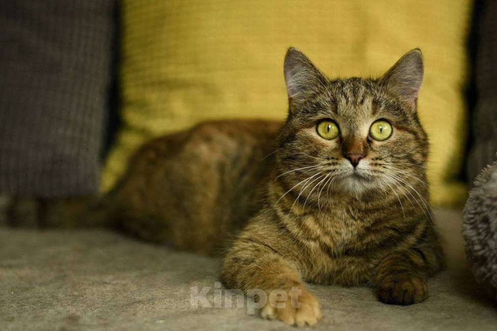 Кошки в Москве: кошка Анфиса в добрые руки Девочка, Бесплатно - фото 2