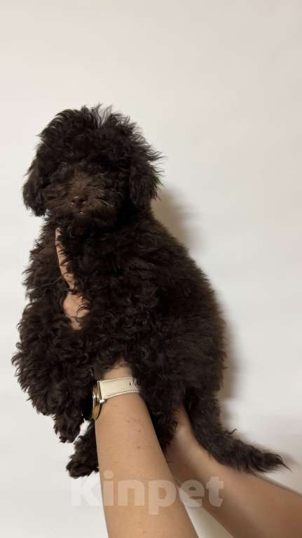 Собаки в Москве: Той-пудель Мальчик, 60 000 руб. - фото 4