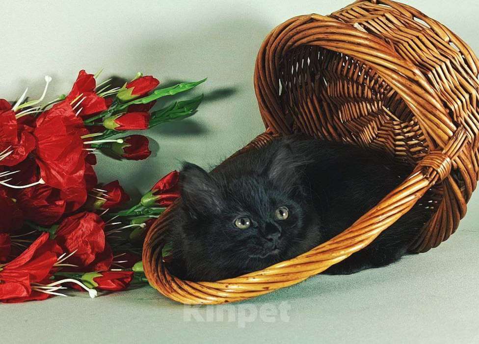 Кошки в Москве: Жгучая брюнетка кошечка курильский бобтейл Девочка, 50 000 руб. - фото 5