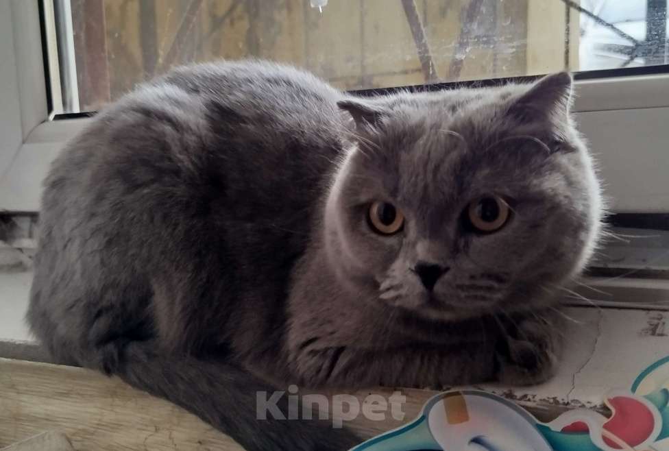 Кошки в Армавире: В добрые руки! Девочка, Бесплатно - фото 2