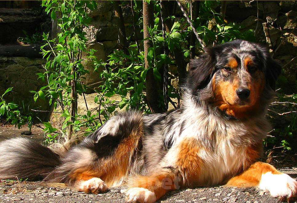 Собаки в Москве: Красивый кобелёк Австралийской овчарки Мальчик, 50 000 руб. - фото 6