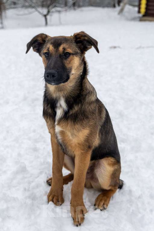 Собаки в Москве: Баксик ждёт свою заботливую семью Мальчик, Бесплатно - фото 5