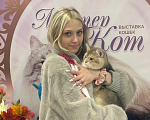Кошки в Москве: Кот на вязку Мальчик, 1 руб. - фото 2