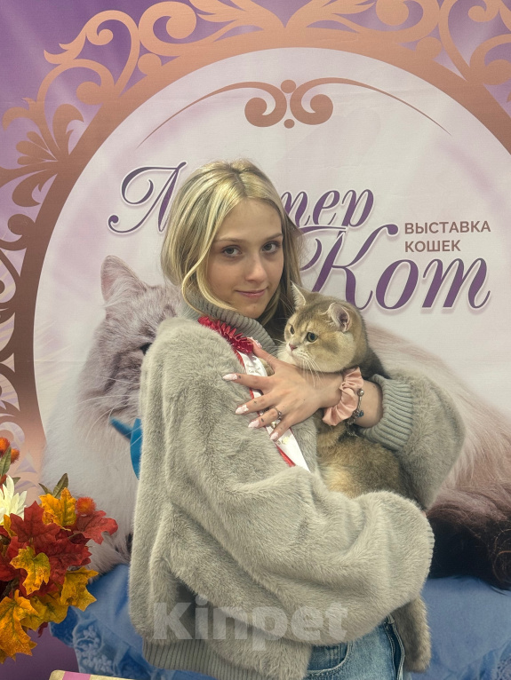 Кошки в Москве: Кот на вязку Мальчик, 1 руб. - фото 2