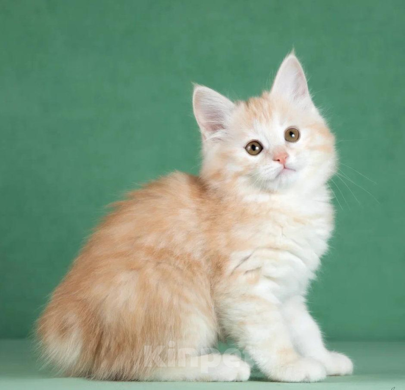 Кошки в Балашихе: Котята курильского бобтейла Разнополые, 55 000 руб. - фото 5
