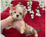 Собаки в Москве: Голддаст йорк микро девочка золотая Девочка, 65 000 руб. - фото 9