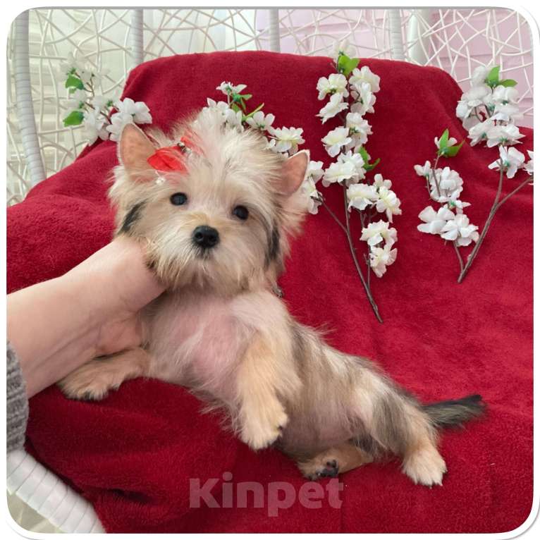 Собаки в Москве: Голддаст йорк микро девочка золотая Девочка, 65 000 руб. - фото 9