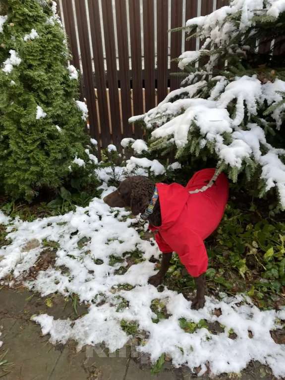 Собаки в других городах Московской области: Курчавошерстный ретривер, щенок Разнополые, 40 000 руб. - фото 7