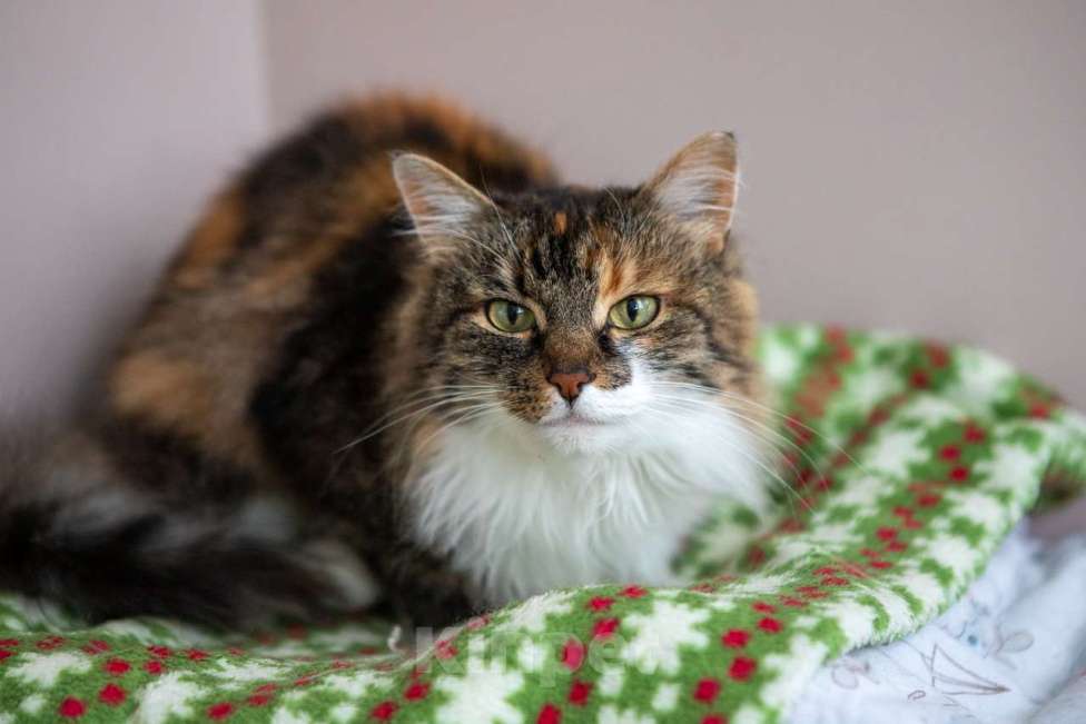 Кошки в Москве: Эви Девочка, Бесплатно - фото 3