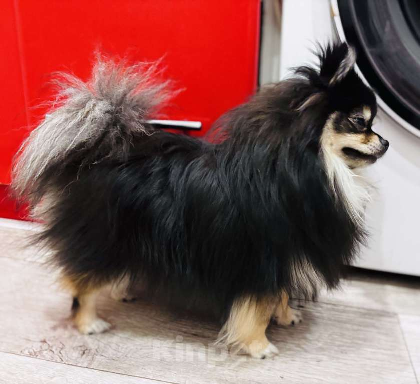 Собаки в Дзержинске: Померанский шпиц девочка Девочка, 27 000 руб. - фото 3