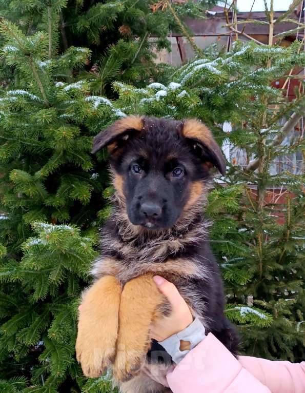 Собаки в Томске: Немецкая овчарка щенок Девочка, 50 000 руб. - фото 1