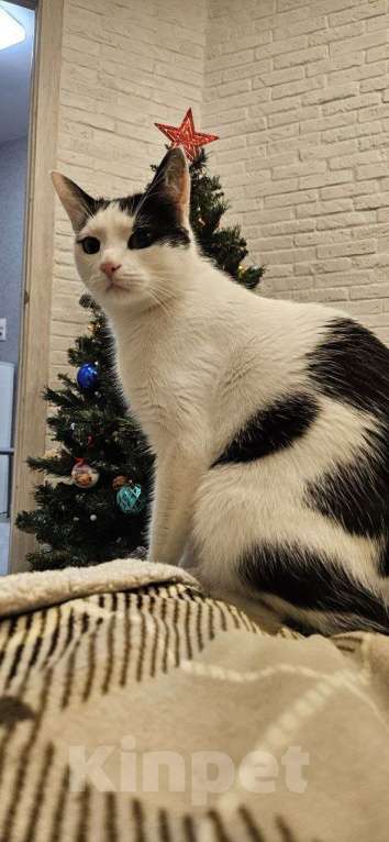 Кошки в Санкт-Петербурге: Отдам котика Кузю Мальчик, Бесплатно - фото 1