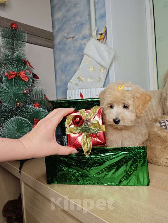 Собаки в Москве: Той пудель mini девочка  Девочка, 85 000 руб. - фото 4