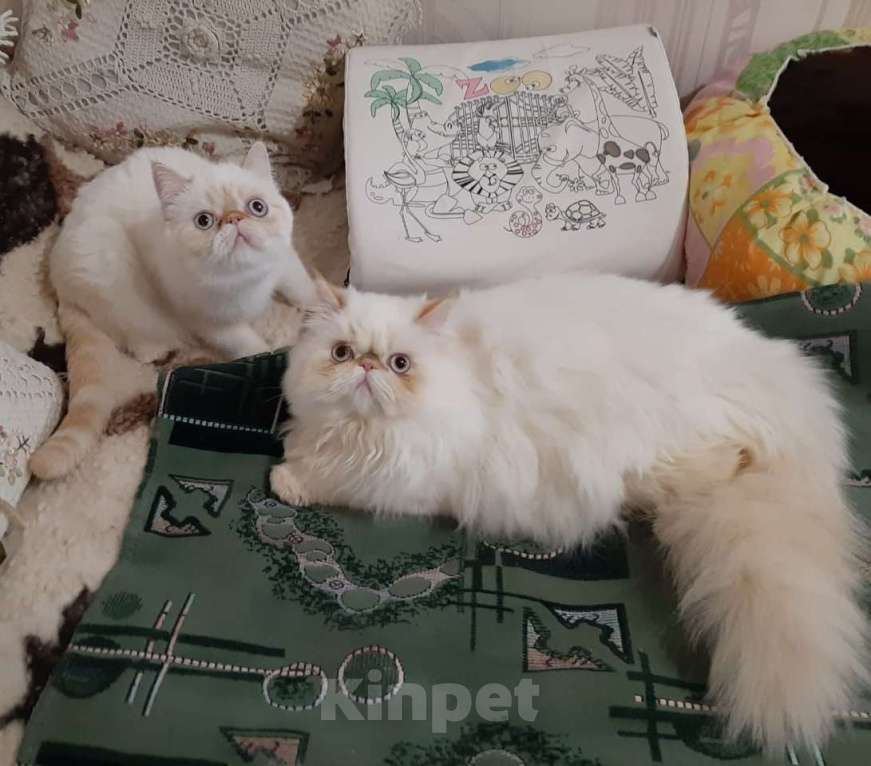 Кошки в Долгопрудном: Ян и Яна ищут один дом на двоих Мальчик, Бесплатно - фото 3