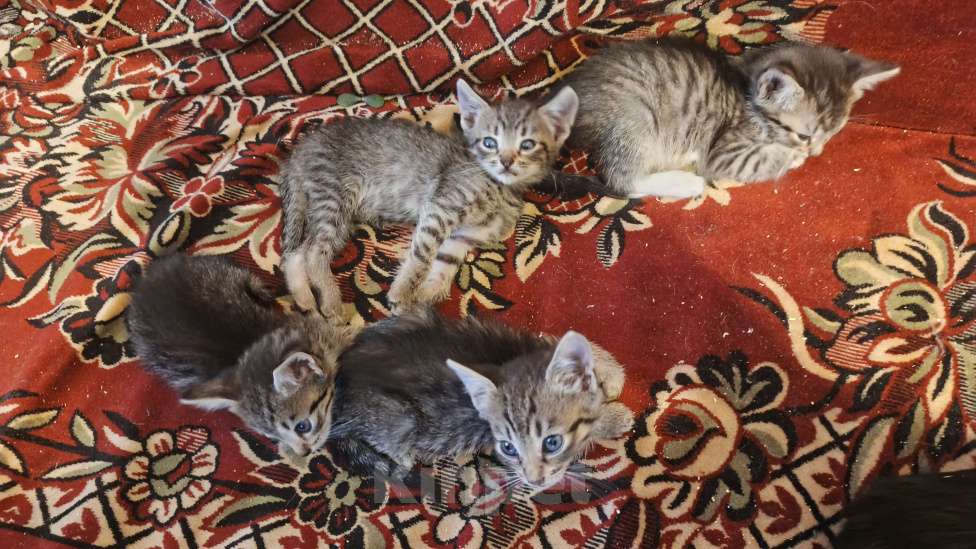 Кошки в Санкт-Петербурге: Кошка Даша и ее котята Мальчик, Бесплатно - фото 2