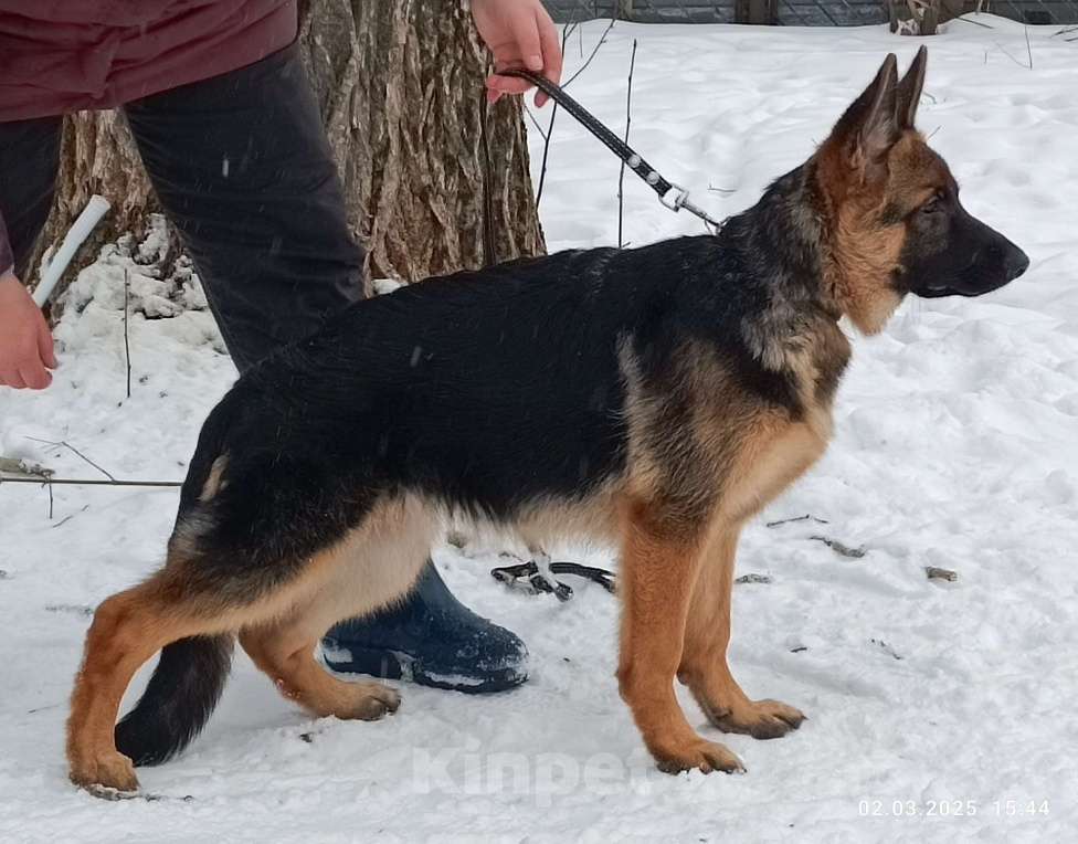 Собаки в Глазове: Немецкая овчарка,девчонка 2 Девочка, 35 000 руб. - фото 1