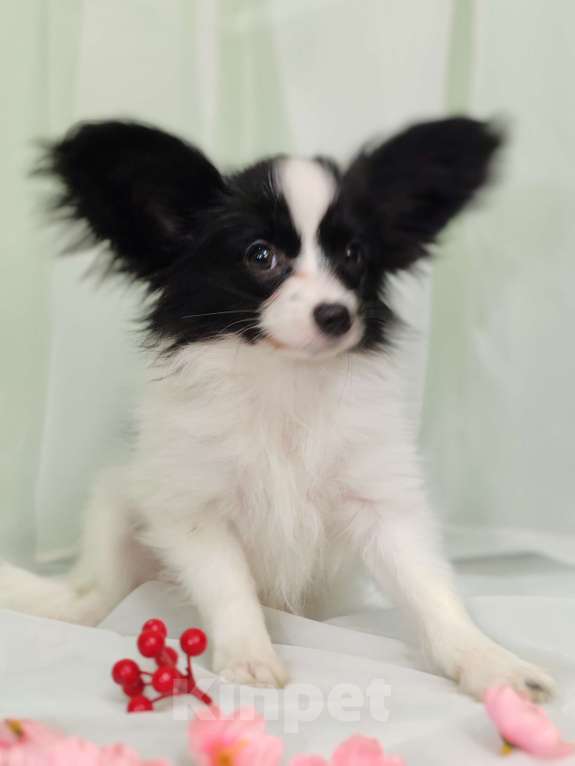 Собаки в Подольске: Девочка папильон Девочка, Бесплатно - фото 3