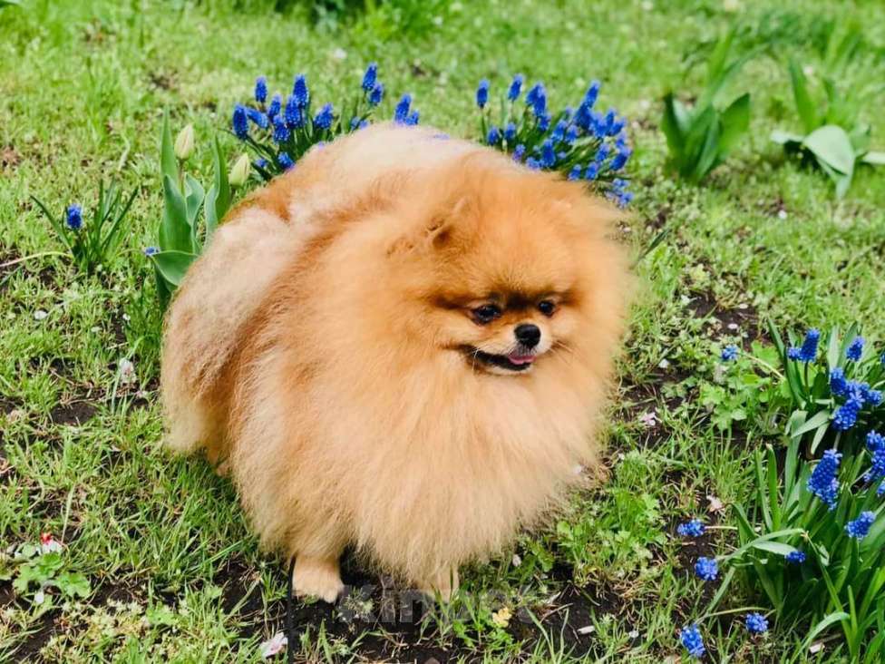 Собаки в Орле: Прекрасная девочка без недостатков  Девочка, 35 000 руб. - фото 2