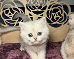Кошки в Красногорске: Шотландский котенок, открыто бронирование Мальчик, Бесплатно - фото 2