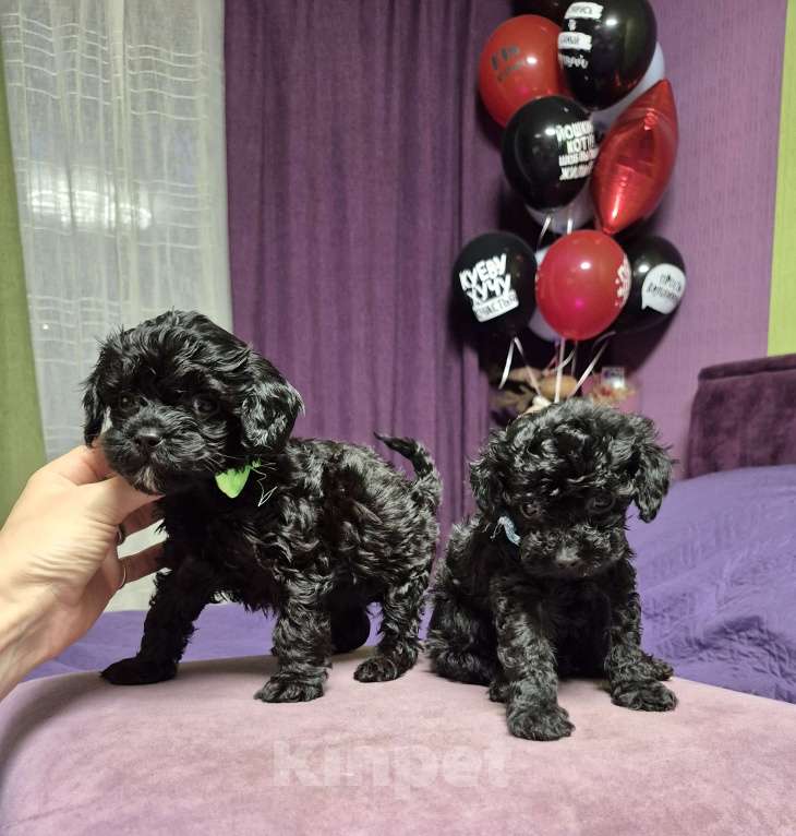 Собаки в Москве: 2парня и 2 девочки Мальчик, 45 000 руб. - фото 1