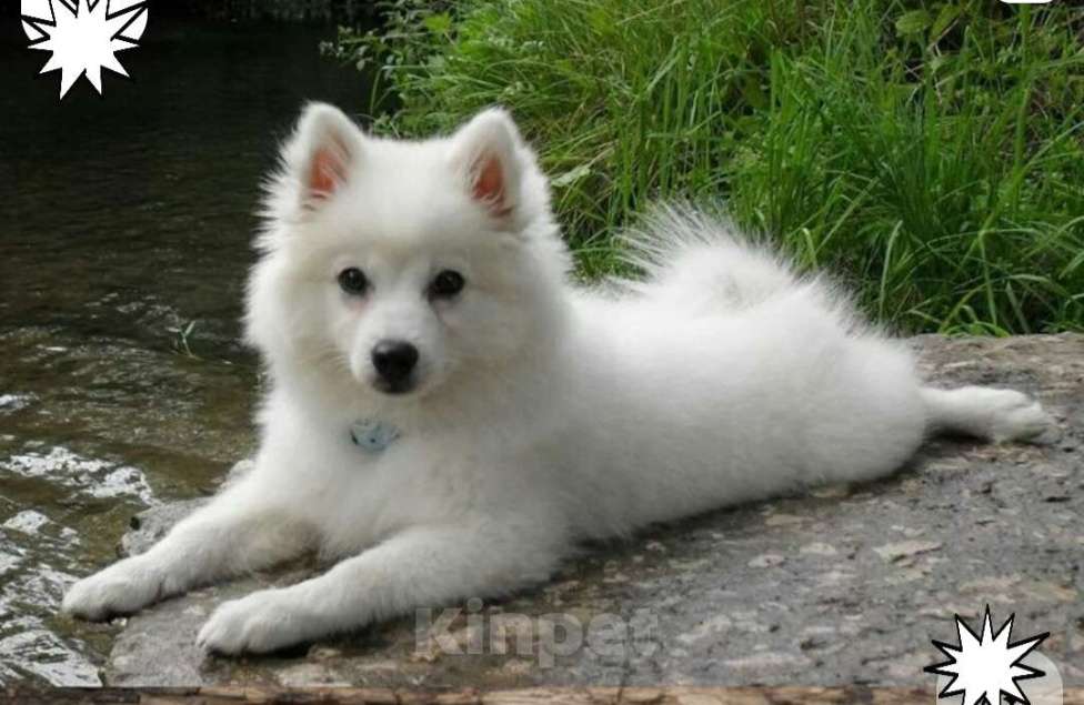 Собаки в Волгограде: Девочка Девочка, 25 000 руб. - фото 2