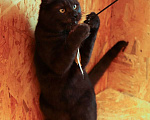 Кошки в Москве: Котик Тимоша в поисках семьи Мальчик, Бесплатно - фото 6