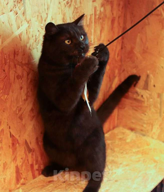 Кошки в Москве: Котик Тимоша в поисках семьи Мальчик, Бесплатно - фото 6